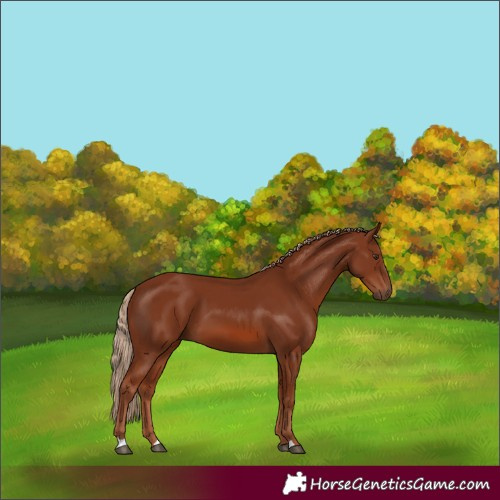 Horse Color:Chestnut 