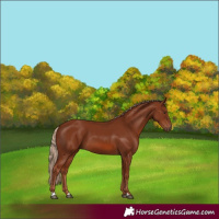 Horse Color:Chestnut 