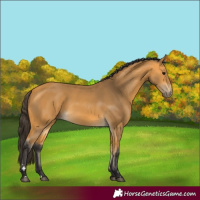 Horse Color:Buckskin 