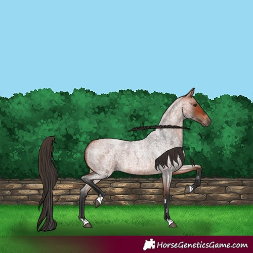 Horse Color:Bay Roan 