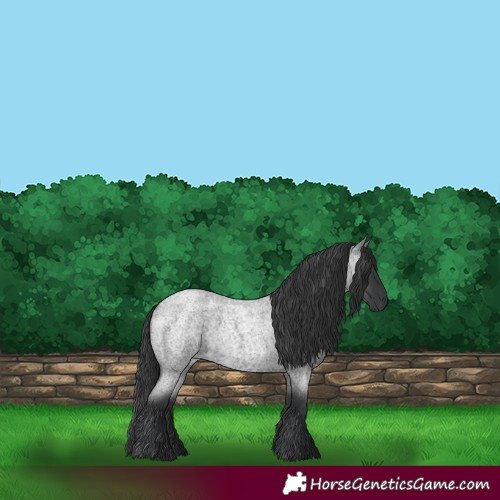 Horse Color:Blue Roan 