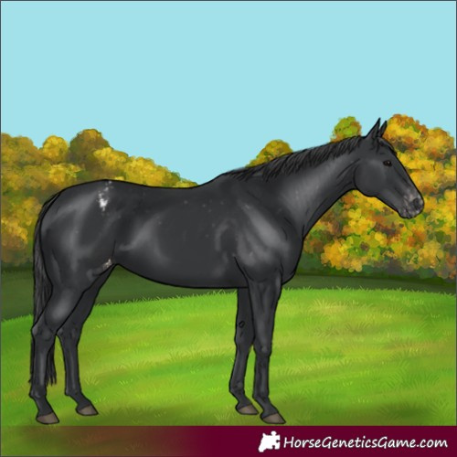 Horse Color:Black Varnish 