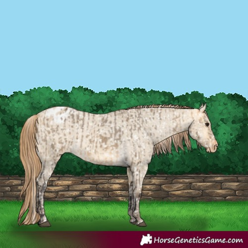 Horse Color:Buckskin Dun Appaloosa  and Sable Cream Champagne Dun Appaloosa 