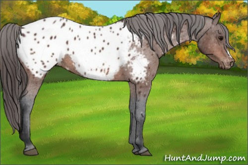 Horse Color:Brown Appaloosa 