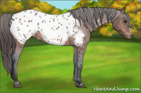 Horse Color:Brown Appaloosa 