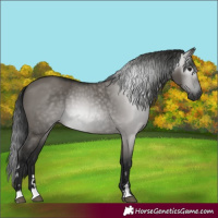 Horse Color:Gray Grullo