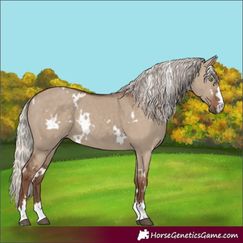 Horse Color:White Spotted Silver Grullo Rabicano 