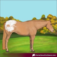 Horse Color:Chestnut Appaloosa 