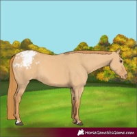 Horse Color:Red Dun Appaloosa 