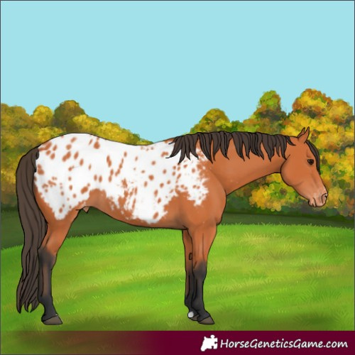 Horse Color:Bay Appaloosa 
