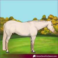 Horse Color:Red Dun Appaloosa 