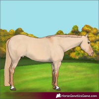 Horse Color:Red Dun Appaloosa