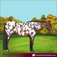 Horse Color:Bay Appaloosa 