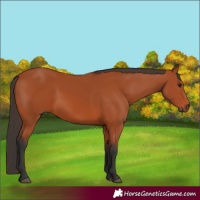 Horse Color:Bay 