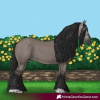 Horse Color:Gray Grullo 