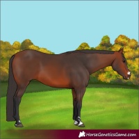 Horse Color:Bay 