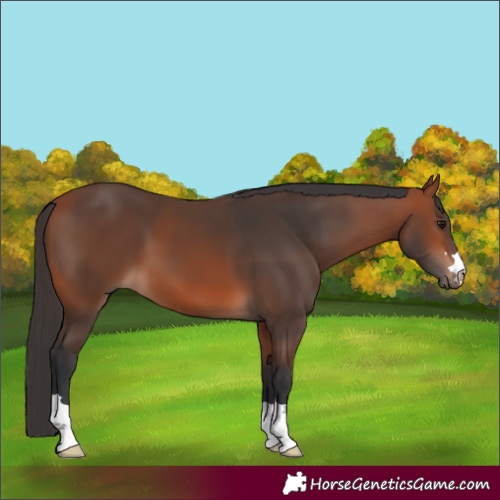 Horse Color:Bay 