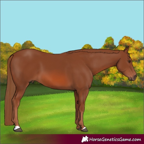 Horse Color:Chestnut 