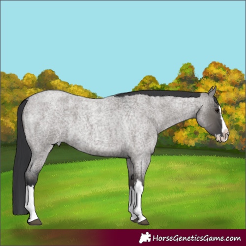Horse Color:Grullo Roan Splash
