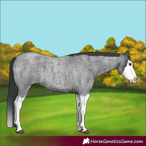 Horse Color:Blue Roan Splash 