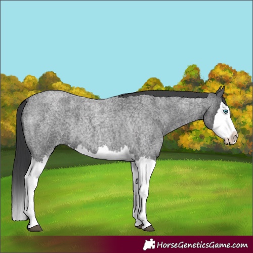 Horse Color:Blue Roan Splash 