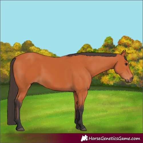 Horse Color:Bay 
