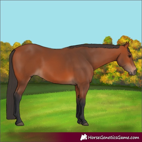 Horse Color:Bay 