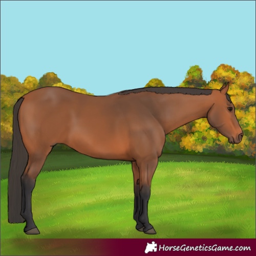 Horse Color:Bay 