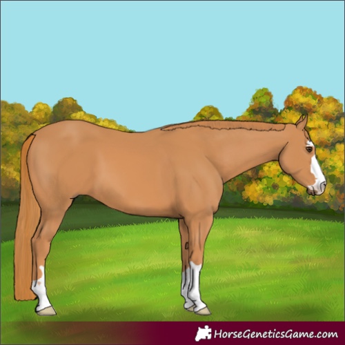 Horse Color:Chestnut 