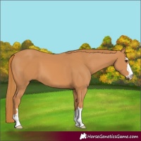 Horse Color:Chestnut 
