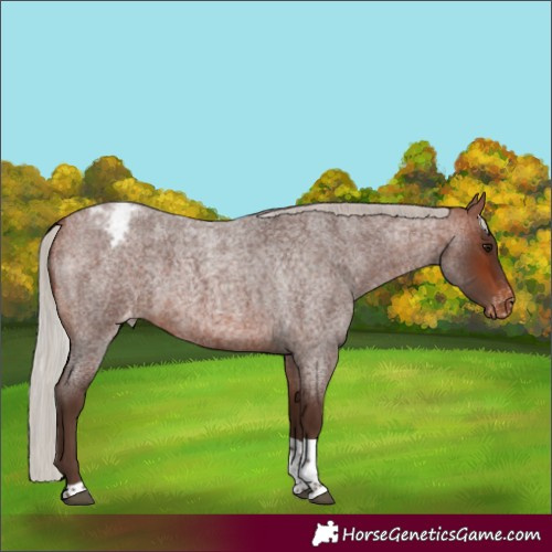 Horse Color:Silver Bay Roan Tobiano Appaloosa 