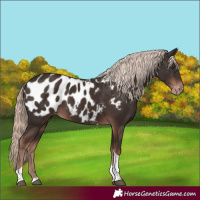 Horse Color:Liver Chestnut Mushroom Tobiano Appaloosa