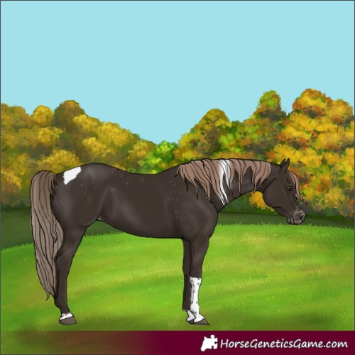 Horse Color:Liver Chestnut Tobiano Appaloosa 