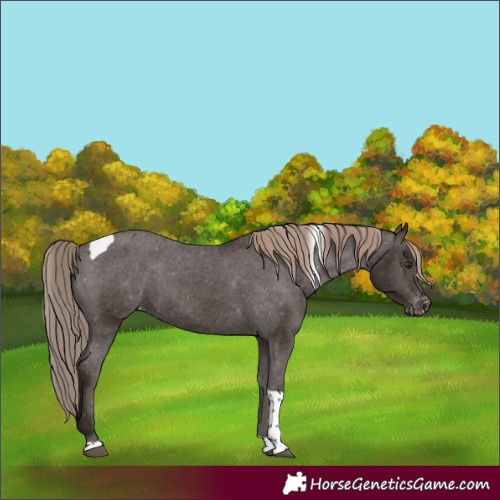 Horse Color:Liver Chestnut Tobiano Appaloosa 