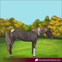 Horse Color:Liver Chestnut Tobiano Appaloosa 