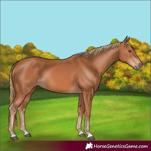 Horse Color:Chestnut Rabicano 