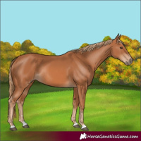 Horse Color:Chestnut Rabicano