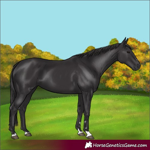 Horse Color:Smoky Black 
