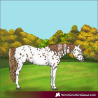 Horse Color:Gray Liver Red Dun Tobiano Frame Appaloosa