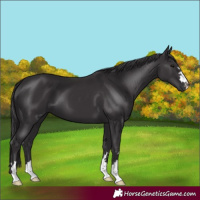 Horse Color:Smoky Black