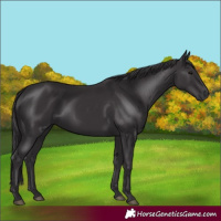 Horse Color:Smoky Black 