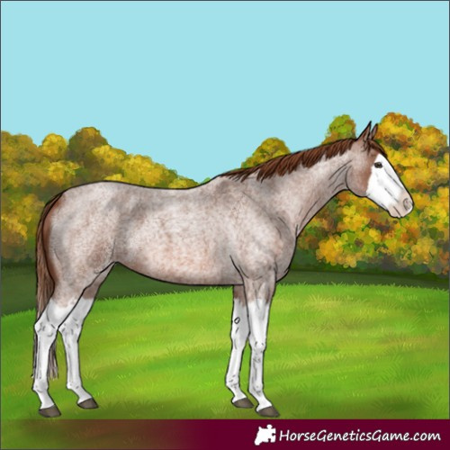 Horse Color:Red Roan Splash 