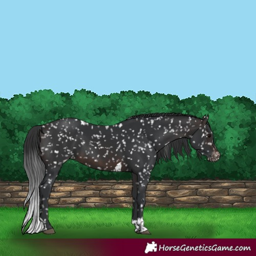 Horse Color:Brown Tobiano Appaloosa 