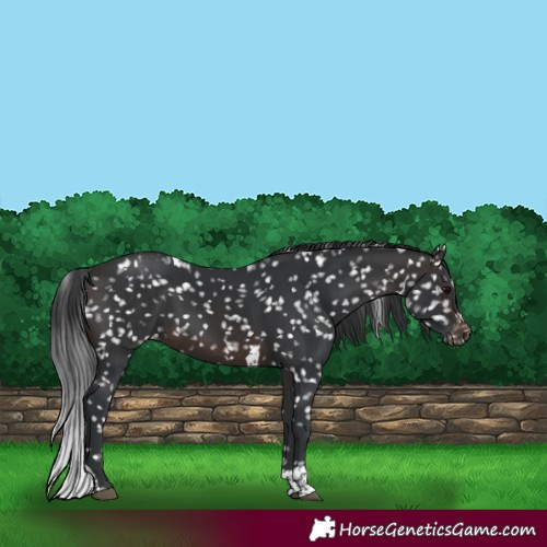 Horse Color:Brown Tobiano Snowflake Varnish 