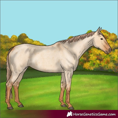 Horse Color:Red Dun Roan 
