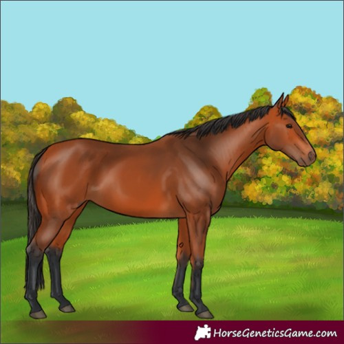 Horse Color:Bay 