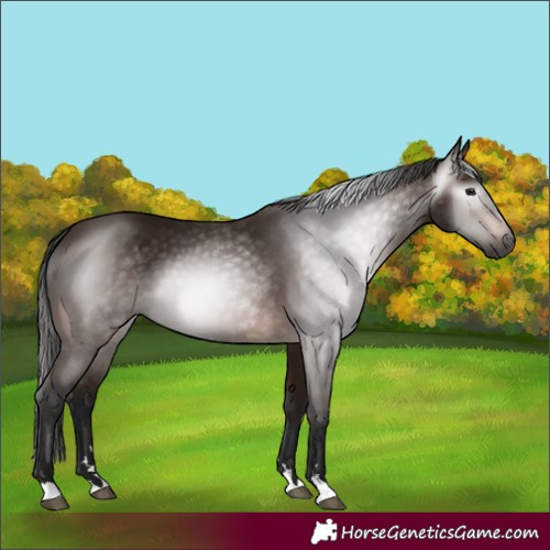 Horse Color:Gray Bay 