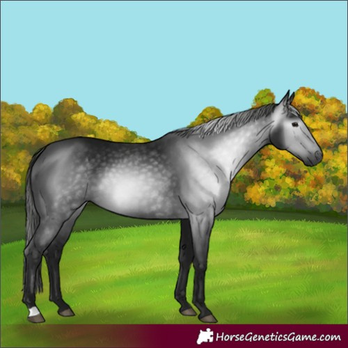 Horse Color:Gray Black 