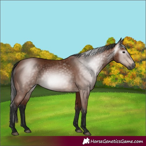 Horse Color:Gray Bay 