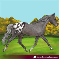 Horse Color:Silver Brown Tobiano Appaloosa
